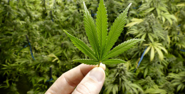 Australia Authorised the Growing of Medical Cannabis