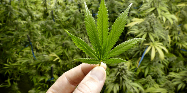 Australia Authorised the Growing of Medical Cannabis