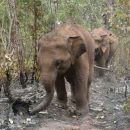 Escaped Elephants Leave A Trail of Destruction in China: Damage Goes to Million