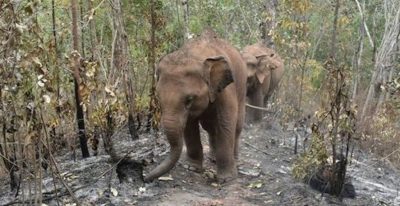 Escaped Elephants Leave A Trail of Destruction in China: Damage Goes to Million